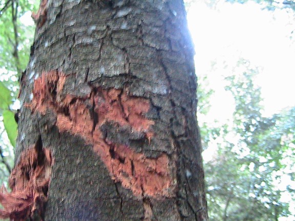 Inquietanti tracce in una villa...al centro di Roma!!!